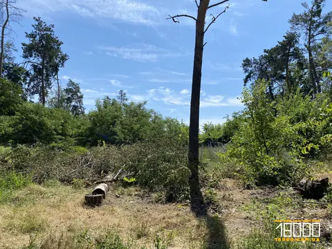 Черкаська мерія судитиметься за розірвання договору оренди Лісової Просіки