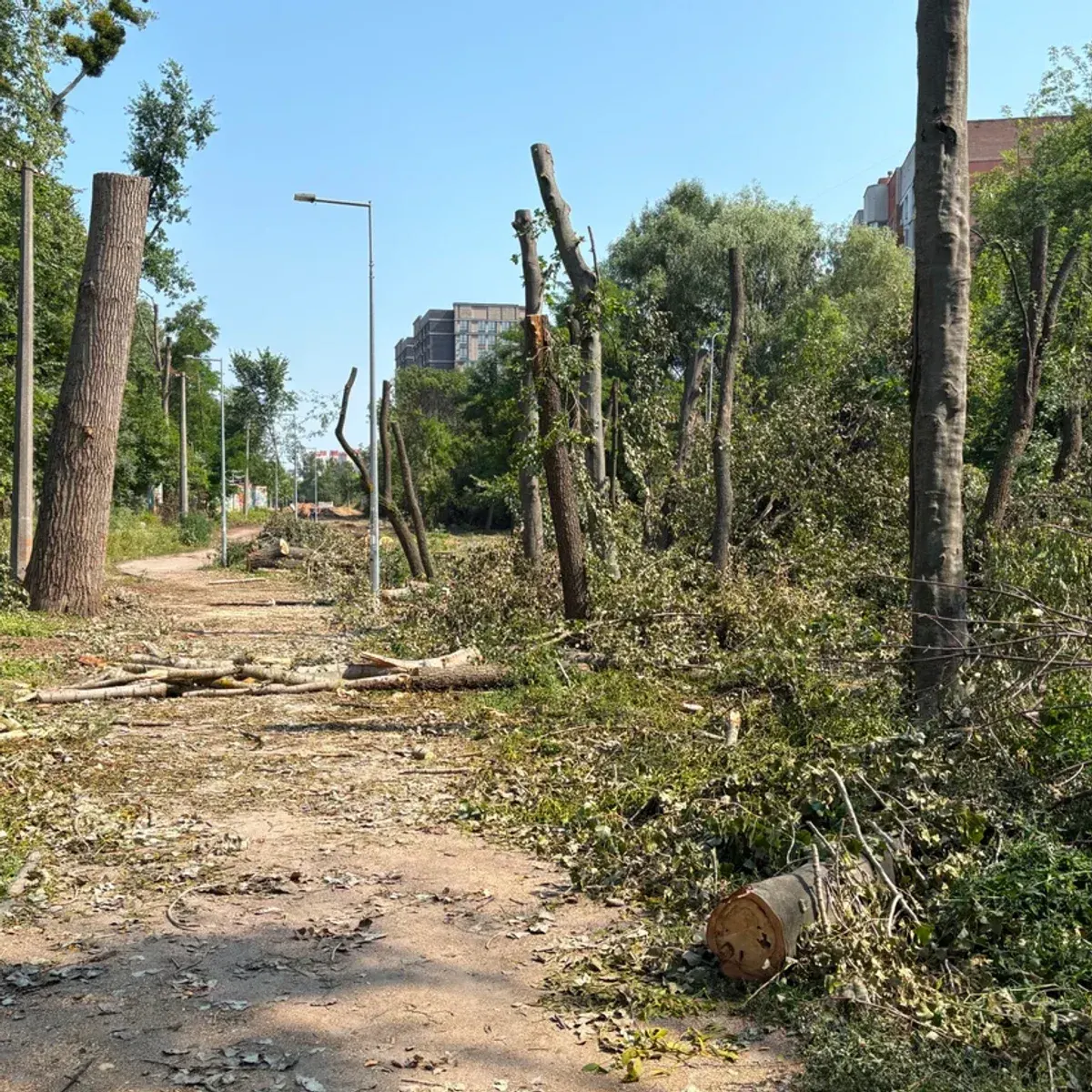 На Теремках лісосмугу не відновлять повністю: біля тепломережі можливі лише кущі