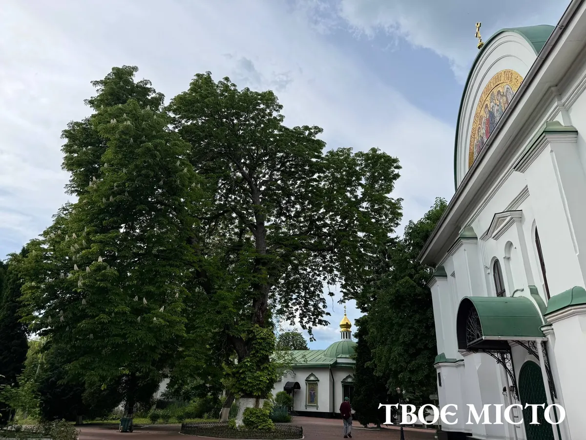 У Києві петиція про мікроін'єкції для каштанів зібрала 3630 голосів із 6000