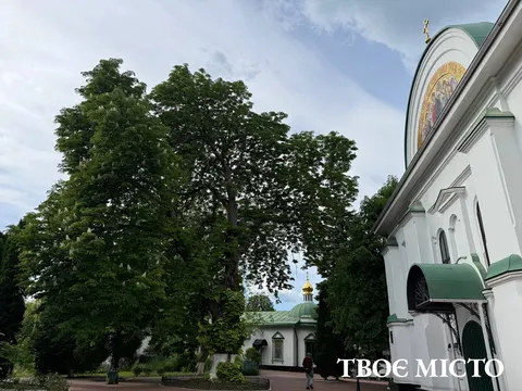 У Києві петиція про мікроін'єкції для каштанів зібрала 3630 голосів із 6000