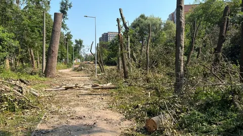 Вирубку дерев на Теремках призупинили після протестів: активісти вимагають докум