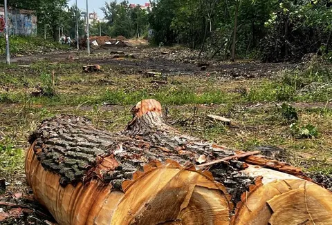 Вирубку дерев на Теремках зупинили на два тижні